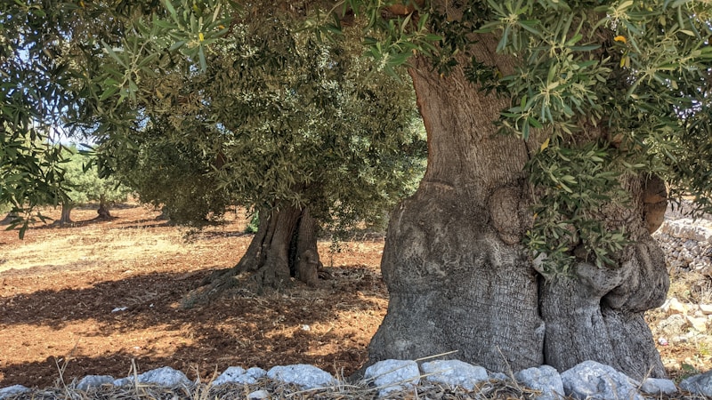 photo-18